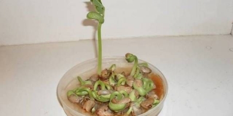 Koliko dugo klijaju sjemenke krastavca